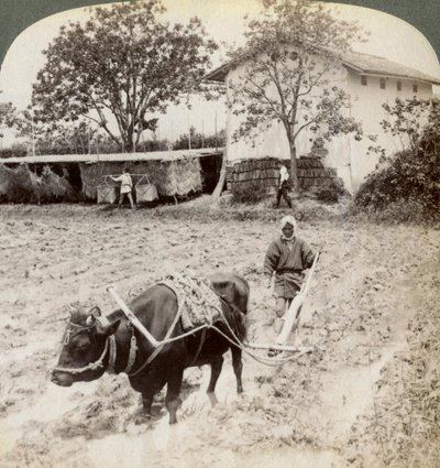 Aratura del terreno allagato per la piantagione di riso, a nord della strada principale a Uji, vicino a Kyoto, Giappone, 1904 da Underwood and Underwood