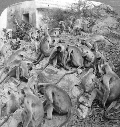 Scimmie sacre a Galta, vicino a Jeypore, India, 1904 da Underwood and Underwood