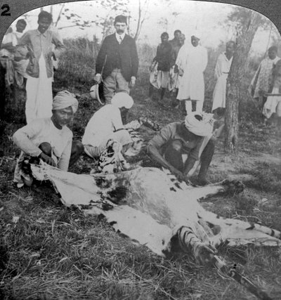 Scuoiamento di una tigre morta, caccia del Maharajah di Cooch Behar, India, c1900 da Underwood and Underwood