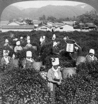 Raccolta del tè a Uji, Giappone, 1904 da Underwood and Underwood