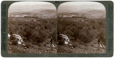 La pianura di Dothan, Palestina, 1900 da Underwood and Underwood