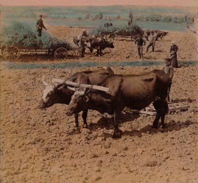 Contadini parsimoniosi con il loro bestiame al lavoro in una fattoria vicino a Jonkoping, Svezia, 1905 da Underwood and Underwood