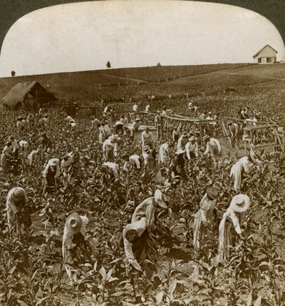Campo di tabacco, Montpeller, Giamaica, 1900 da Underwood and Underwood
