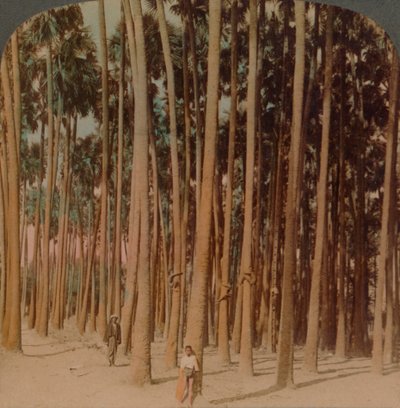 Palme Toddy alte 100 piedi, Pagan, Birmania, 1907 da Underwood and Underwood