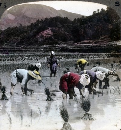 Trapianto del riso in una risaia, Giappone, 1904 da Underwood and Underwood