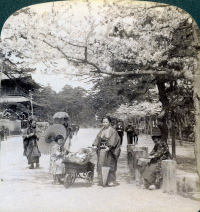 Sotto i fiori di ciliegio, guardando a nord-est lungo il viale principale del Parco Shiba, Tokyo, Giappone, 1904 da Underwood and Underwood