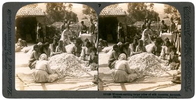 Donne che selezionano grandi pile di bozzoli di seta, Antiochia, Siria, 1900 da Underwood and Underwood