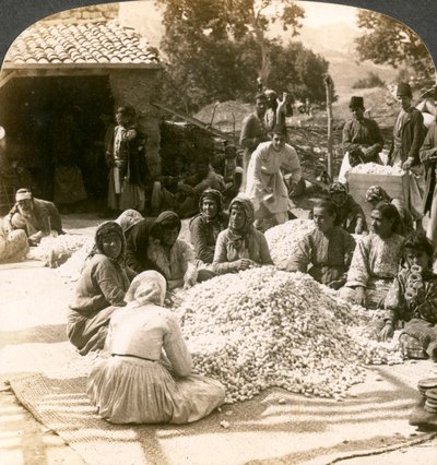 Donne che selezionano grandi pile di bozzoli di seta, Antiochia, Siria, 1900s da Underwood and Underwood
