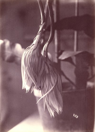 [Cereus a fioritura notturna, chiuso dopo la fioritura]. da Unidentified