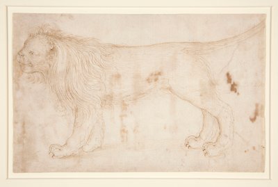 Un leone da Unknown