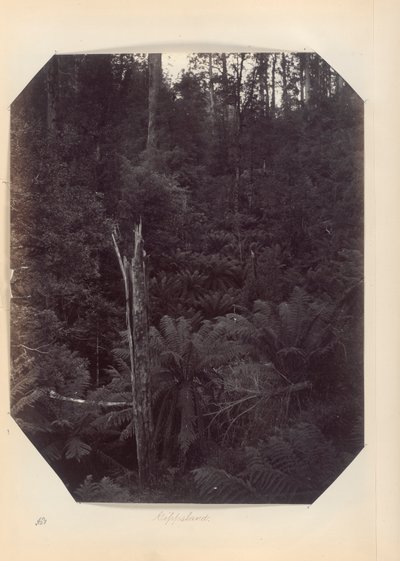 Australia - (Victoria e S. Australia) da Unknown