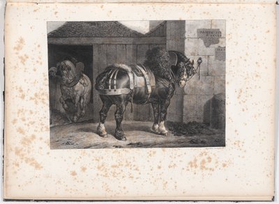 Cavallo nero davanti a una stalla da Unknown