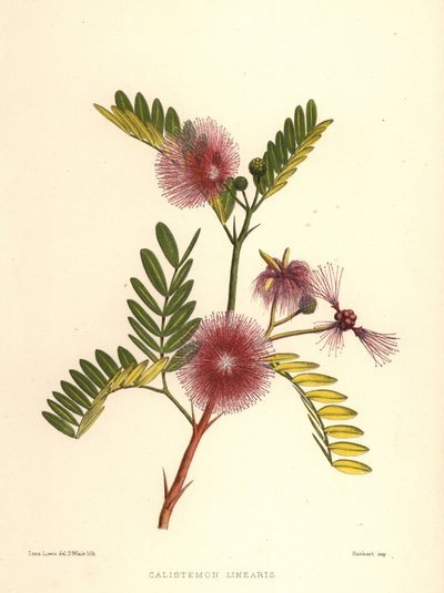 Callistemon, Callistemon linearis (Calistemon linearis) da Unknown