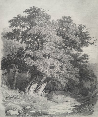 Gruppo di alberi da Unknown