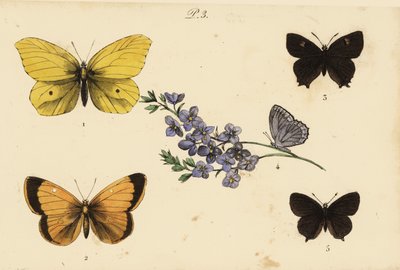 Farfalla limone comune, Gonepteryx rhamni, gialla nuvolosa, Colias croceus, e altre da Unknown