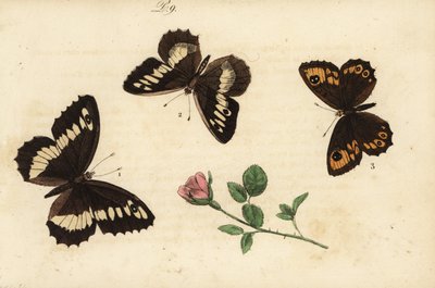 Farfalla grigia a bande larghe, Brintesia circe, e altre da Unknown