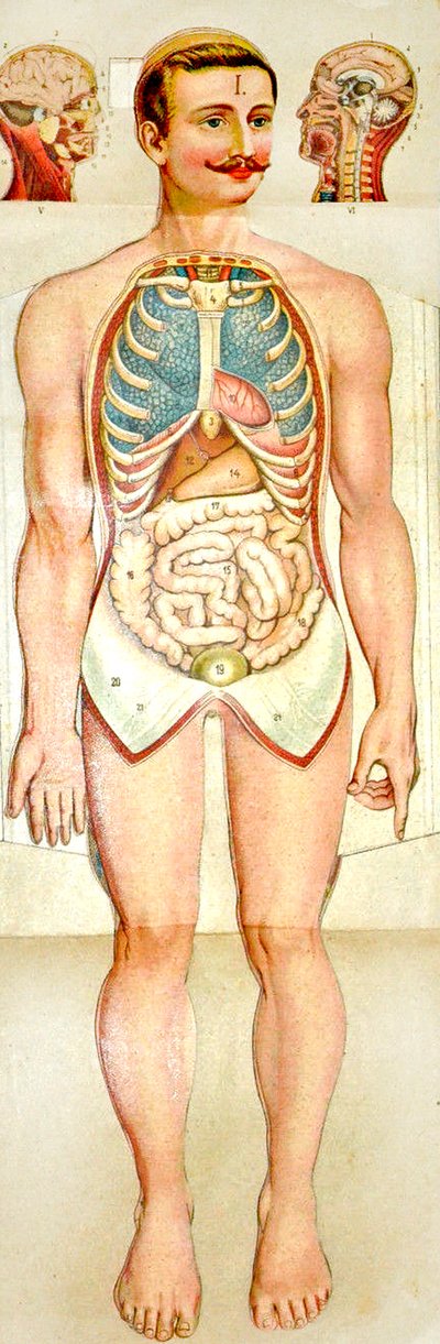 Modello educativo pieghevole di anatomia umana, c. 1895 da Unknown