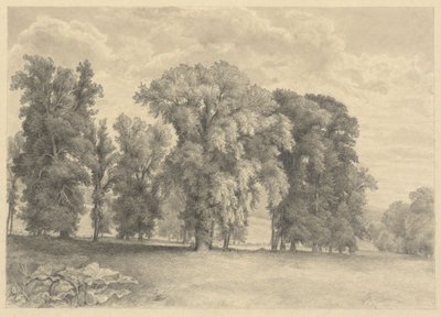 Prato e alberi da Unknown