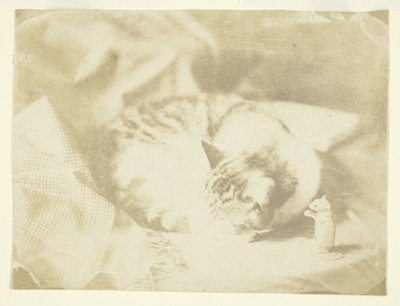 Il gatto della signora Craik da Unknown