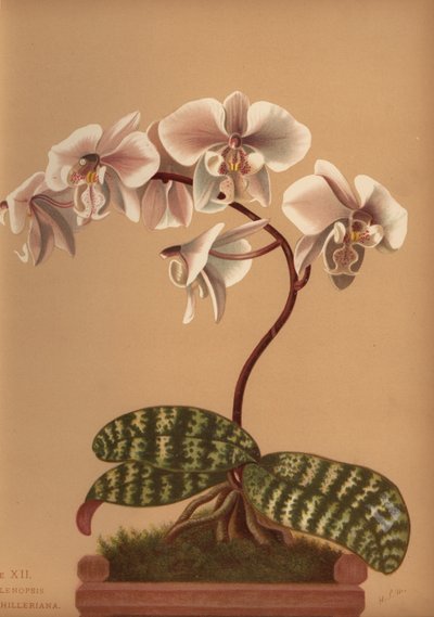 Phalaenopsis schilleriana da Unknown