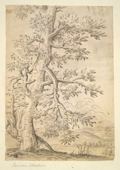 Albero da Unknown