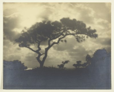 Senza titolo (Paesaggio nuvoloso con albero) da Unknown