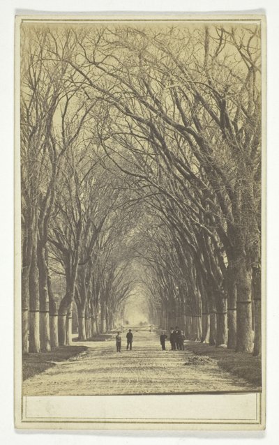 Senza titolo (viale di alberi) da Unknown