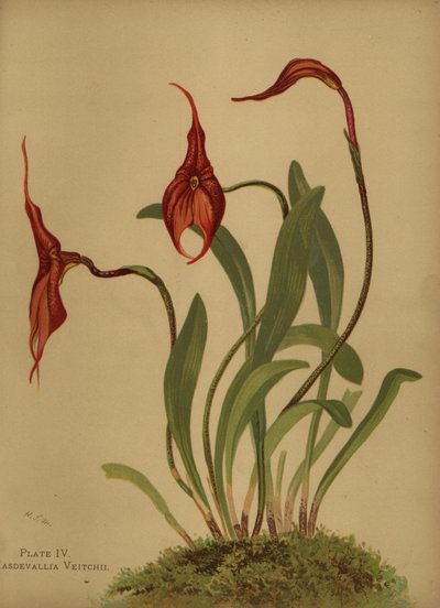 Masdevallia di Veitch, Masdevallia veitchiana da Unknown