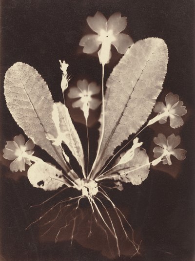 Fotogramma botanico da Unknown 19th Century