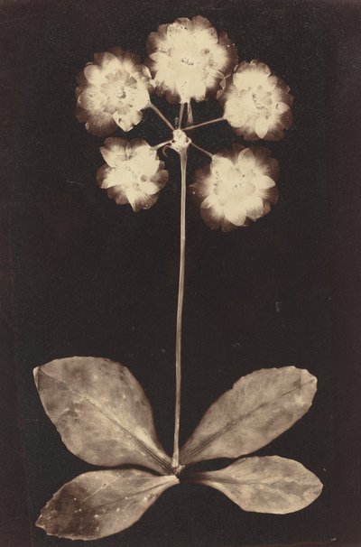 Fotogramma botanico da Unknown 19th Century