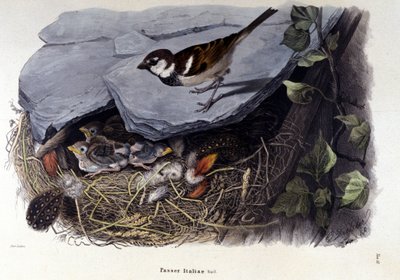 Tavola che rappresenta un uccello comune (o passero) vicino al suo nido da Unknown artist