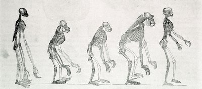 Studio comparato degli scheletri dell