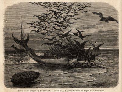 Un pesce vela cosmopolita, il pesce più veloce del mondo, grazie alla sua pinna a forma di vela sulla schiena, arenato sulla riva e attaccato dai corvi. Incisione per illustrare il racconto Quatre mois en Florida, di M. Pousselgue, nel 1851-1852, pubblicat da Unknown artist