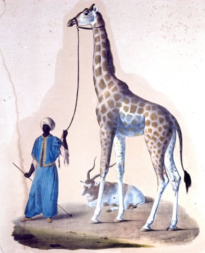 Una giraffa e il suo addestratore al circo. Litografia. da Unknown artist