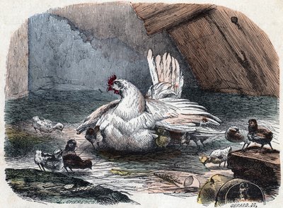 Una gallina protegge i suoi pulcini dal freddo estendendo le ali. da Unknown artist