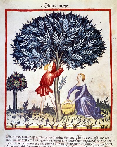 Un uomo sale su un ulivo per raccogliere olive nere. Miniatura dal libro di medicina e dietetica 
