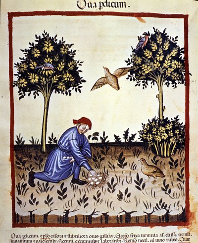 Un uomo raccoglie uova da un nido di pernice. Miniatura dal trattato di medicina e dietetica "Tacuinum sanitatis" da Unknown artist