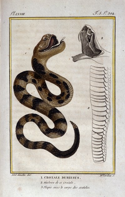Un serpente a sonagli. Tavola tratta da un trattato di storia naturale "Opere di Buffon" del naturalista Georges Louis Leclerc, Conte di Buffon (1707 - 1788). XIX secolo da Unknown artist