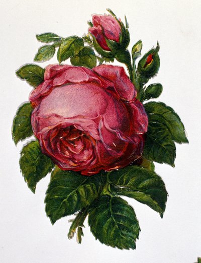 Una rosa. da Unknown artist