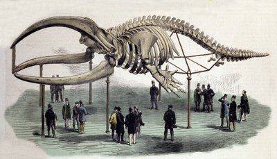 Uno scheletro di balena al Royal College of Surgeons di Londra. Incisione del XIX secolo da Unknown artist