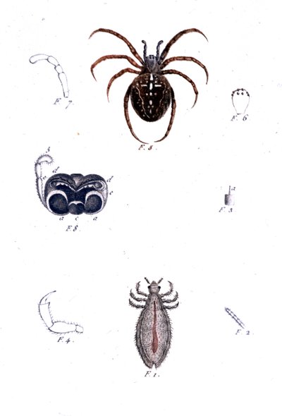 Un ragno e un pidocchio. Tavola di storia naturale, XIX secolo. da Unknown artist