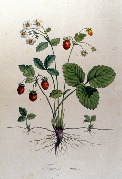 Un corbezzolo e i suoi frutti: tavola botanica del XIX secolo da Unknown artist