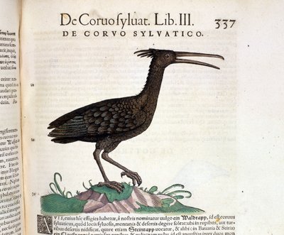 Un corvo selvatico dall