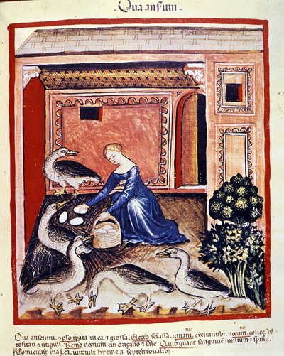 Una giovane donna raccoglie uova di canna. Miniatura dal 