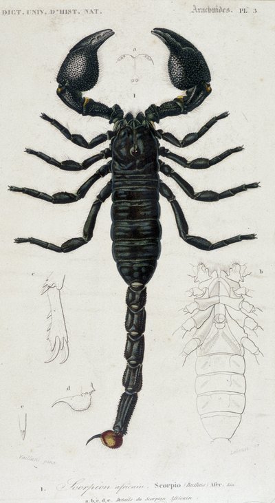 Scorpione africano - Tavola di Storia Naturale da Unknown artist
