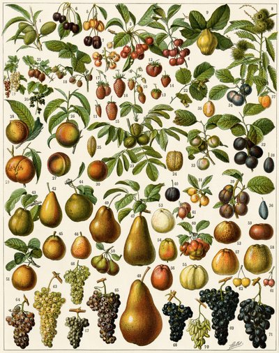 Agricoltura: Tavola botanica che rappresenta frutti commestibili (ciliegia, lampone, fragola, mirtillo, pesca, albicocca, noci, uva, pera, nocciola, fico, mela, prugna...). Litografia a colori. da Unknown artist