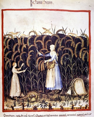 Agricoltura. Raccolta del panico (cereale). Miniatura dal "Tacuinum sanitatis" da Unknown artist