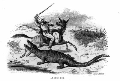 Alligatore in Sud America a metà del XIX secolo da Unknown artist