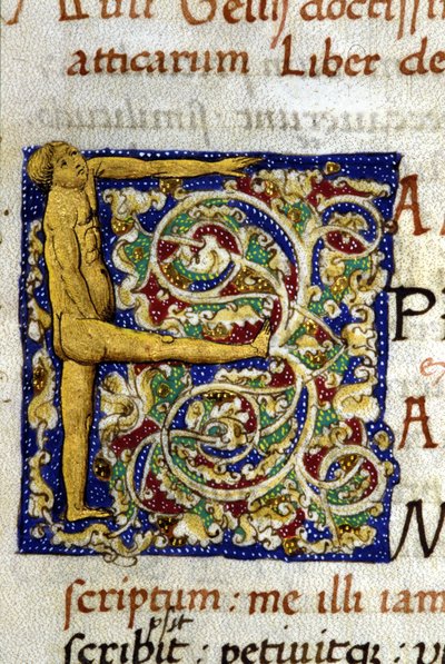 Alfabeto: lettera miniata F da Unknown artist