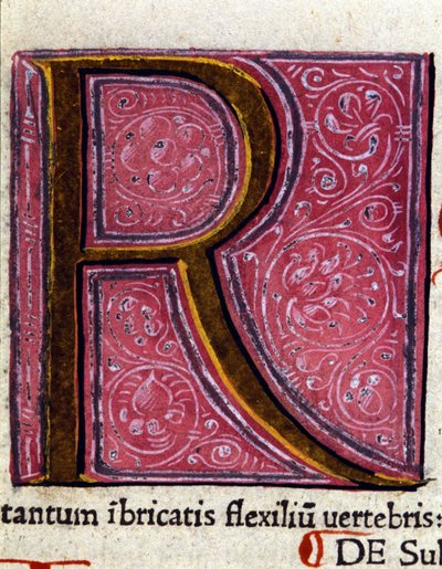Alfabeto: lettera miniata R da Unknown artist